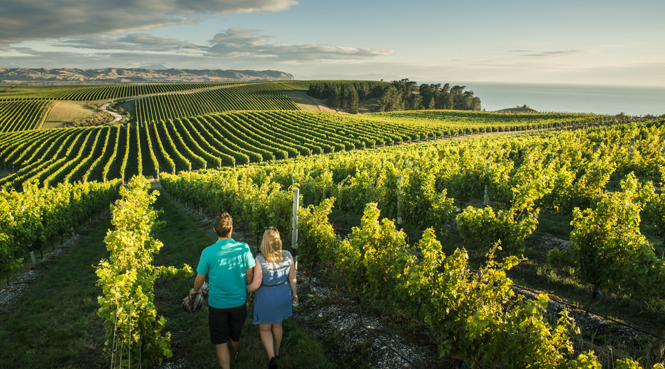 Webinar: Explore the Classic New Zealand Wine Trail by Anzcro