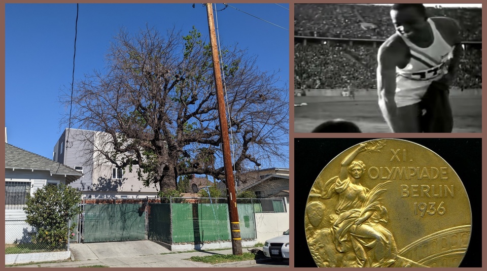 inar Will Cornelius Johnson’s Olympic Oak live long enough to