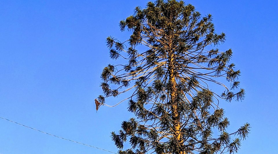 Webinar: El Pino in Peril: Development Threatens the Beloved Sentinel ...