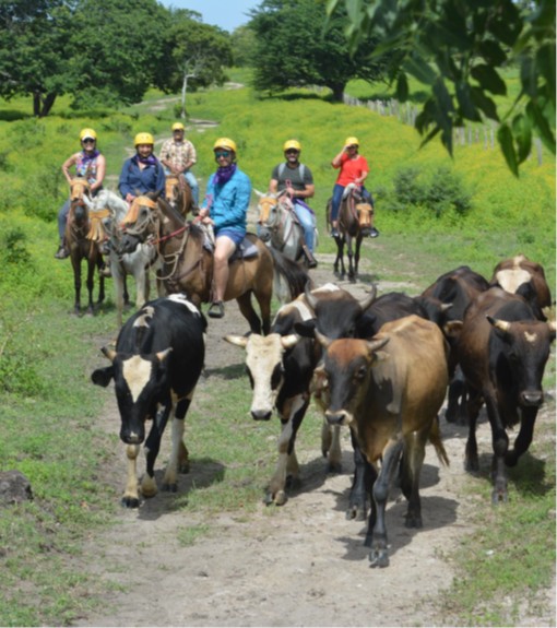 Horseback Riding and Cattle Drive at Hacienda Aromal