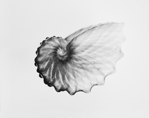 1587374262-8832ae5dbb3bb765